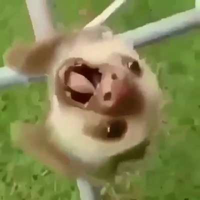 Fofo