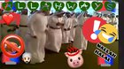 🐪🥰🐫🤤🐪<wbr>🥰🐫🤤🐪🥰<wbr>🐫🤤🐪🐫