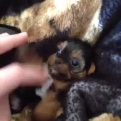 The tiniest of floofs