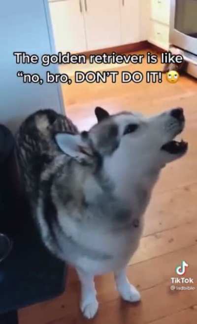 Husky.