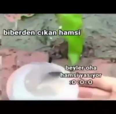 Yalan mı hepsi gerçek
