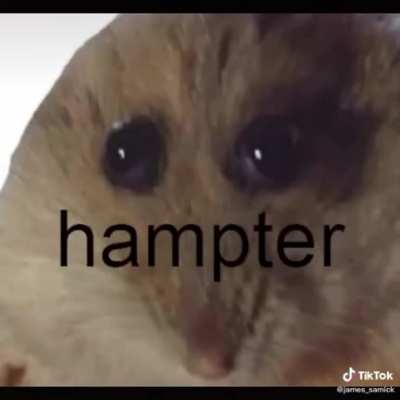 Hampter