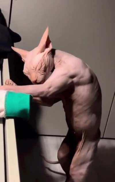 Thanks I hate this cat giving itself a bath
