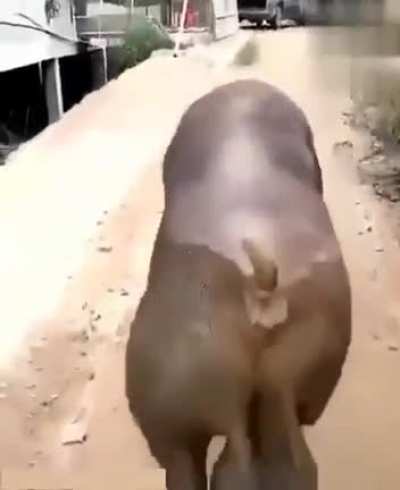 balls