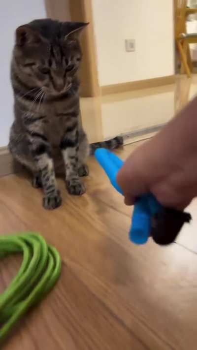 Freaky cat