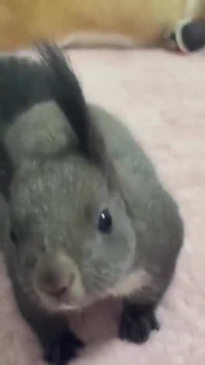 Gray Ezo squirrel from Japan's Hokkaido island