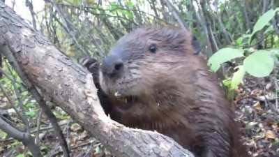 Бобёр