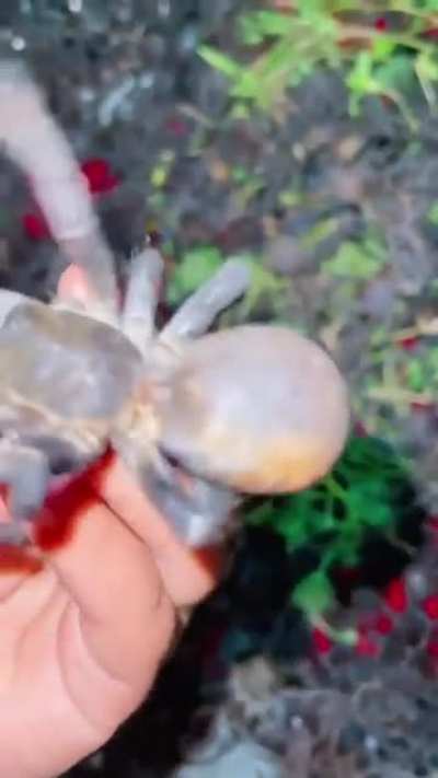 Арахн<wbr>офобы тут?