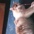 Meeooow....