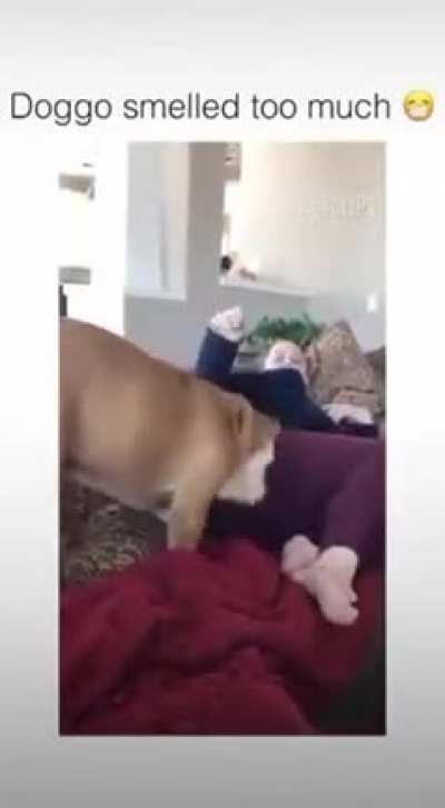 Thanks I Hate My Human🤮