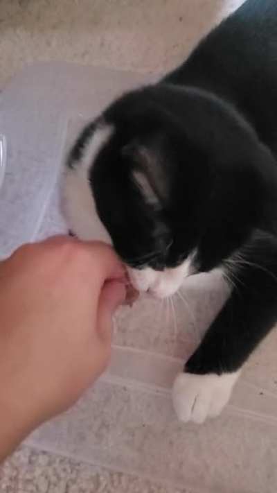 Catnip makes her agreesive