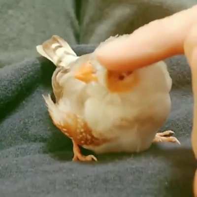 This birb enjoying some gentle pets