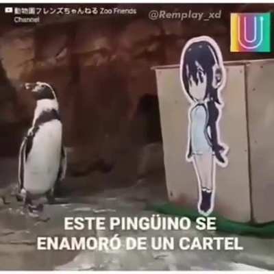Pinguino