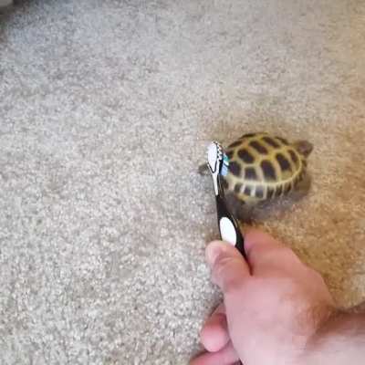 brush brush