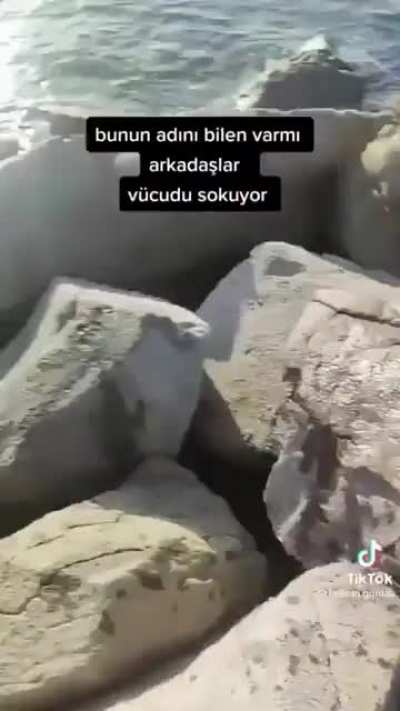 this guy bothering a jellyfish