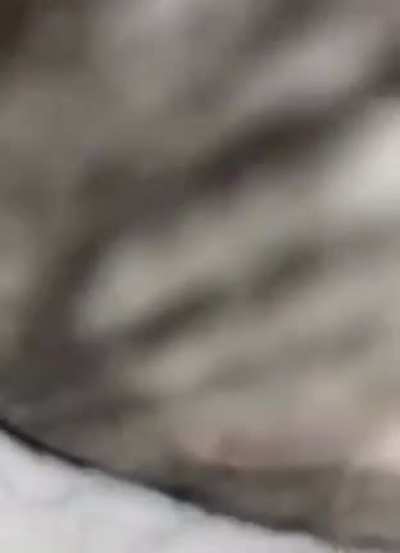 Getting eaten by giant cat POV