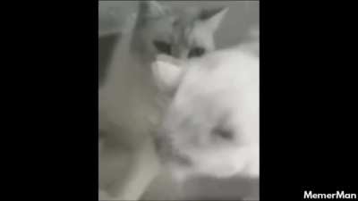 Gato tem osso não?