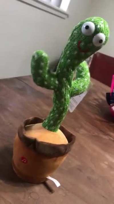 Last week someone posted about a toy cactus that sings a polish song about cocaine. I HAD to have it.