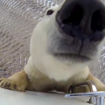 A close encounter with a curious wild Polar Bear