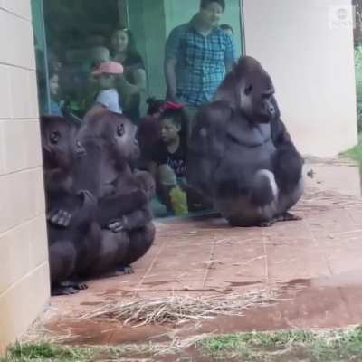Gorillas Try To Avoid The Rain