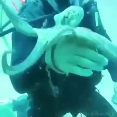 Почесушки