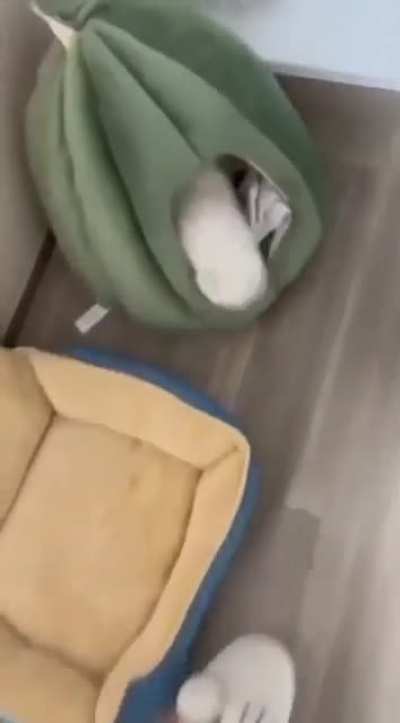 No Work. Only Screm. Taken from u/ratihes on r/aww