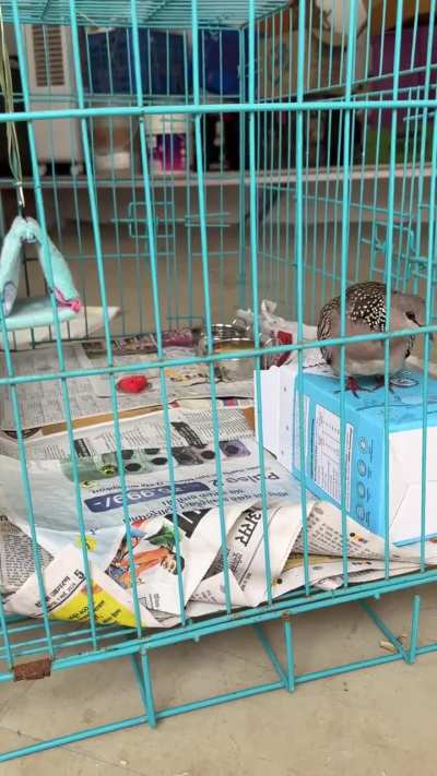 Can someone take care of this injured dove?
