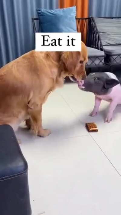 smart doggo