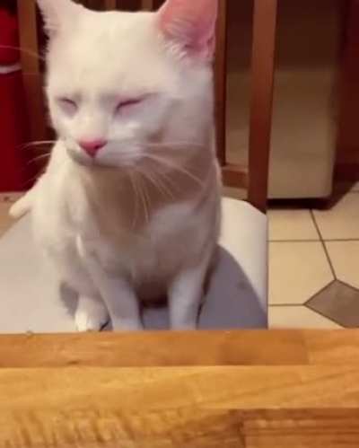 Meow_irl
