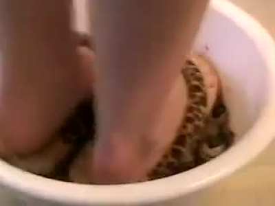 Snail Bowl