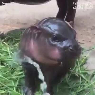 Pues nada, solo un rinoceronte para mejorar su día
