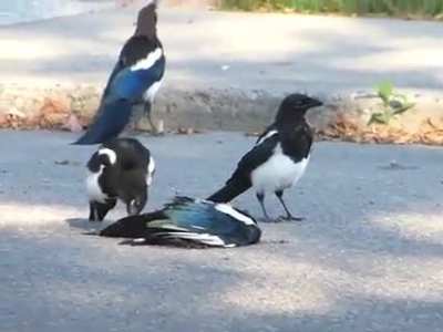 Magpie Ritual when one of them dies