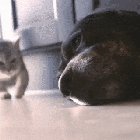Cat expresses pure love towards its dog friend