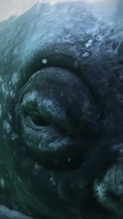 The eye of a grey whale.