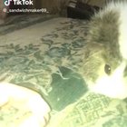 Furry potatoes can’t eat potatoes. Who’da thought?