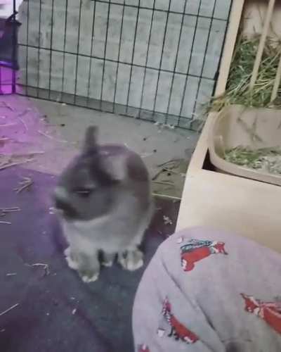 Dash binky🥰
