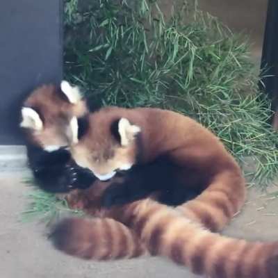Red pandas