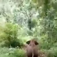 Elephants know the fastest way of getting around these parts