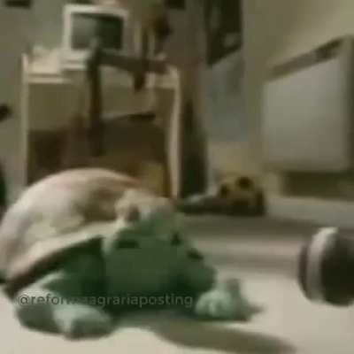 tortuga chillena
