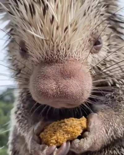 Nummy Num Num!