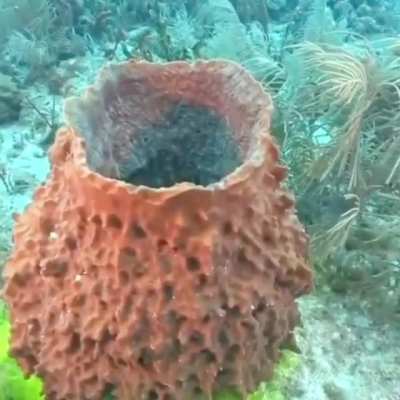 This is how a sea sponge pumps water out