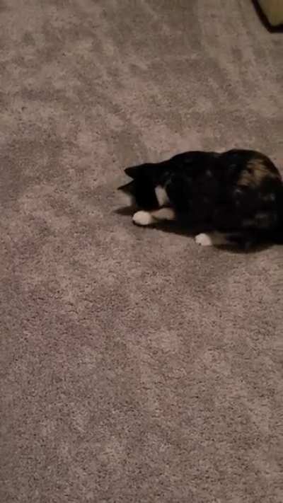 Trying to figure out how her shadow works..until her kitten ADHD kicks in and she is distracted by the ceiling fan.