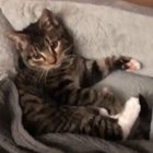 Can't Go to sleep without toy