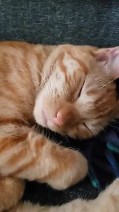Gnocchi makes adorable noises whenever she wakes up - best enjoyed with sound
