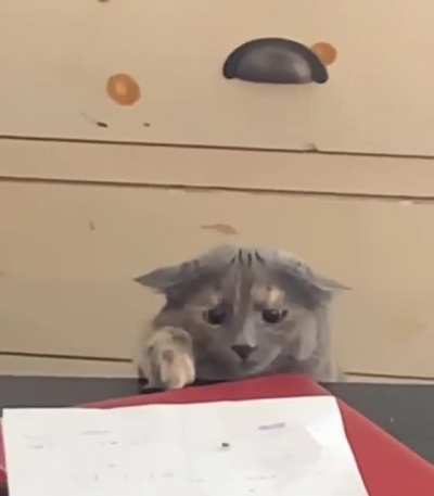fly hunting