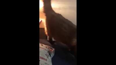 A couple in Brazil found out why they sometimes didn't hear the alarm in the mornings and were late for work.