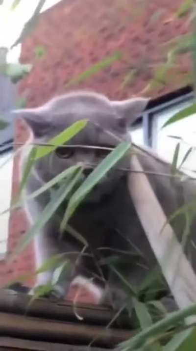 The cat said what?...