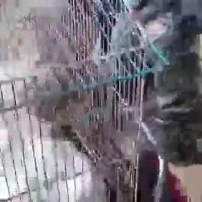 New breed of cats!