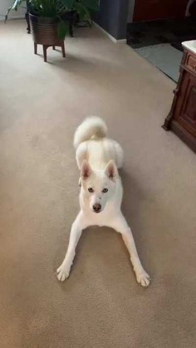 Would you like to walk RyRy?