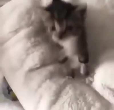 miau